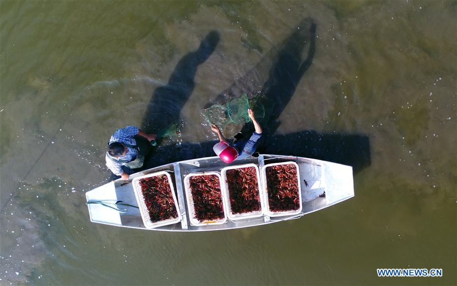 CHINA-HUNAN-PADDY FIELDS-ECOLOGICAL PLANTING (CN)