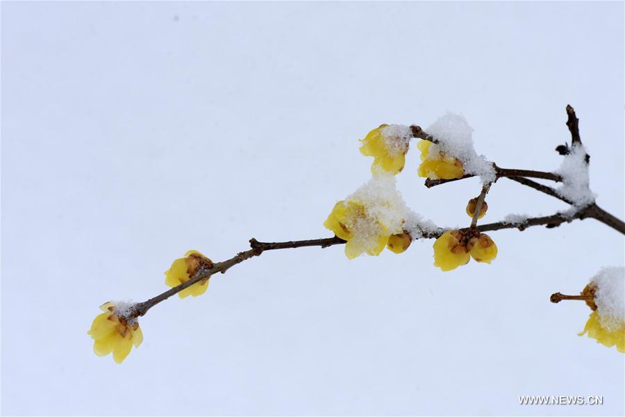 #CHINA-NANJING-RED PLUM (CN)