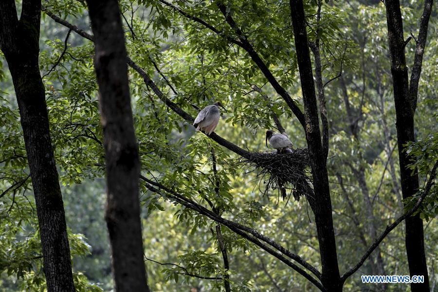 CHINA-SHAANXI-CRESTED IBIS-BREEDING (CN)