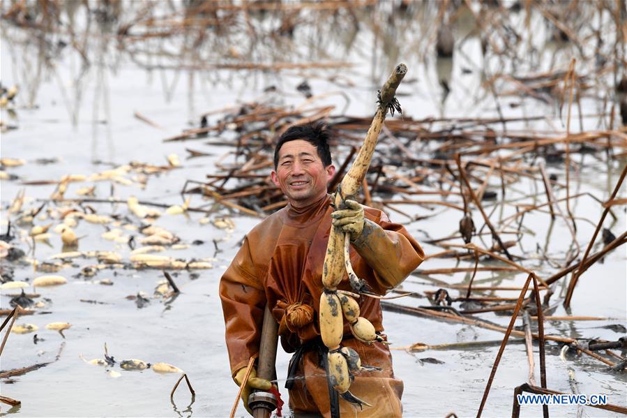 CHINA-ANHUI-LOTUS ROOT-HARVEST (CN)