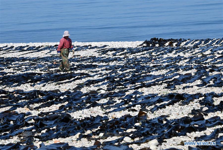 CHINA-SHANDONG-YANTAI-ECONOMY-AQUACULTURE (CN)