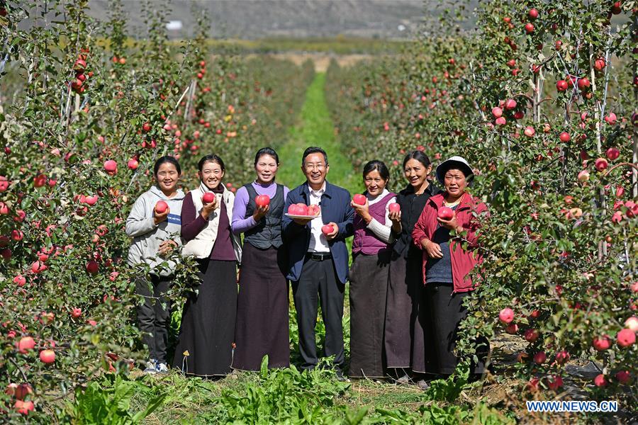 (InTibet) CHINA-TIBET-NYINGCHI-APPLE CULTIVATION PROFESSOR (CN)