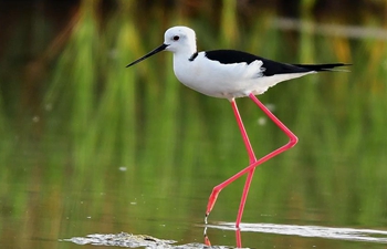 Black-winged stilts seen on shoal in SE China's Fujian