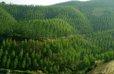 “美麗中國”風(fēng)來襲 節(jié)能環(huán)保林業(yè)最炫