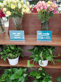 科技保障農(nóng)產(chǎn)品安全與營(yíng)養(yǎng) 中國(guó)農(nóng)科院第三屆農(nóng)科開(kāi)放日在京啟動(dòng)