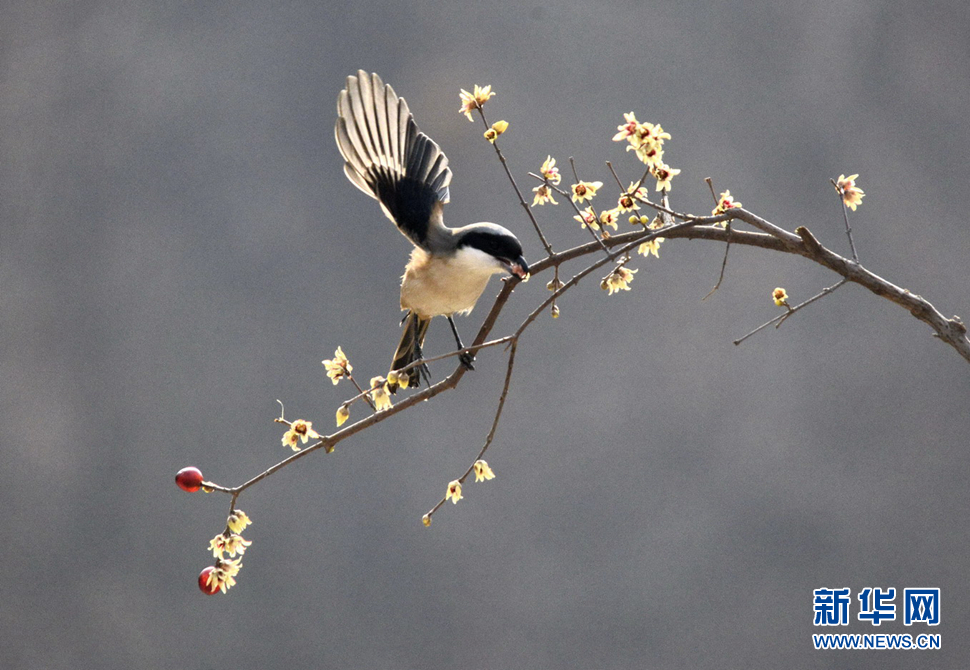 元旦假期拍鳥隨感