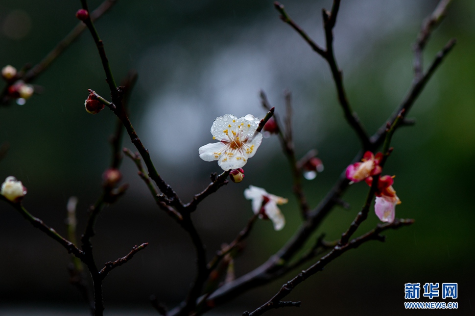 疏影橫斜，暗香浮動
