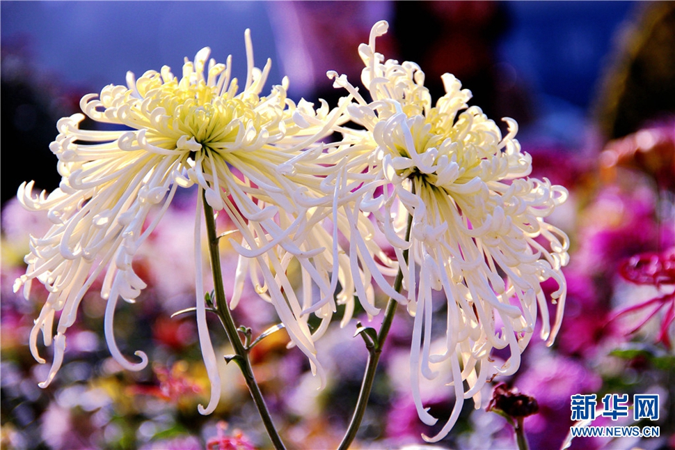 金秋時(shí)節(jié)，菊潤(rùn)車城