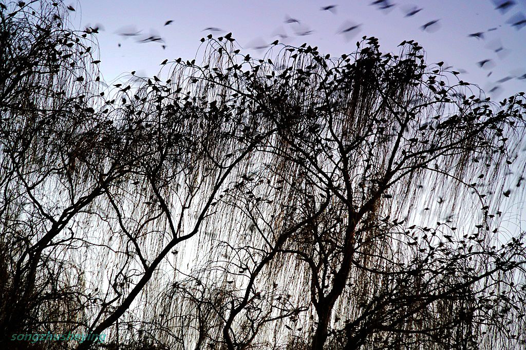 大明湖畔萬鳥聚集