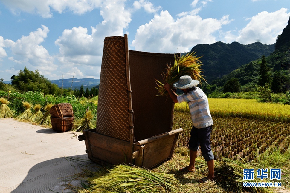 金秋時節稻谷香