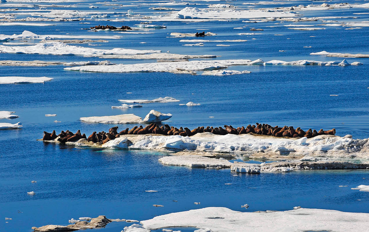 新千年前夜，我在北極感悟“新大陸”