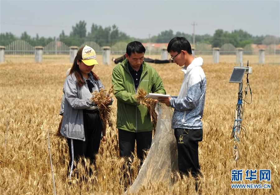 (經(jīng)濟)(5)把脈“渤海糧倉”促增產(chǎn)