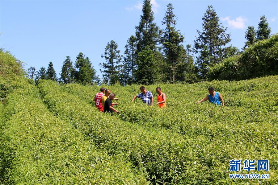 (新華全媒頭條·圖文互動)(1)安吉白茶奔向扶貧一線——浙江黃杜村農民黨員先富幫后富向貧困地區捐贈“扶貧苗”