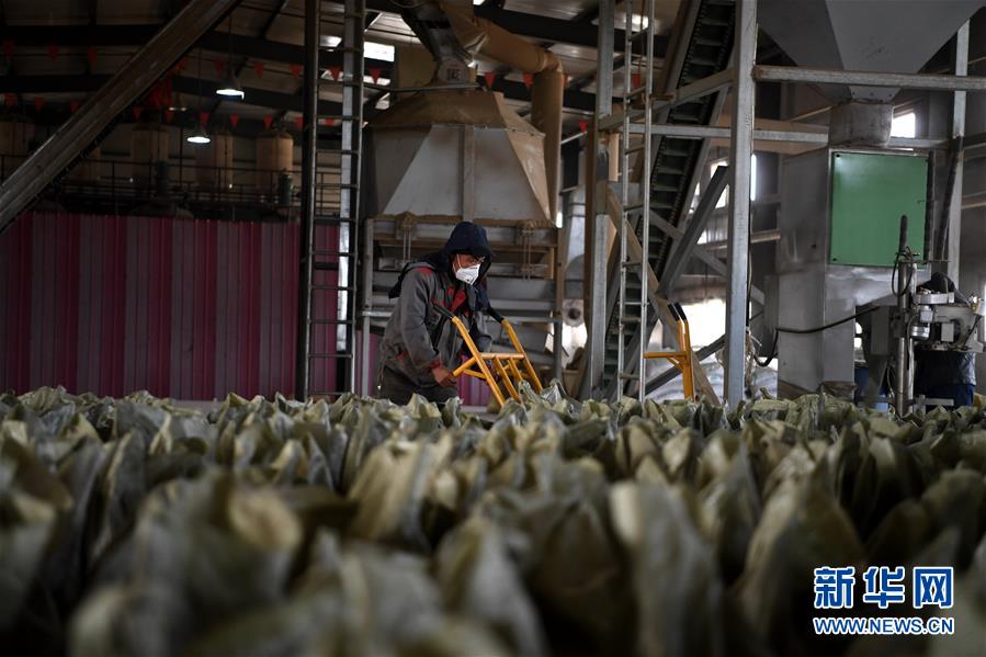 (在習(xí)近平新時代中國特色社會主義思想指引下——新時代新氣象新作為·鄉(xiāng)村振興戰(zhàn)略·圖文互動)(1)“與其放火,不如打包”——山西渾源秸稈綜合再利用見聞