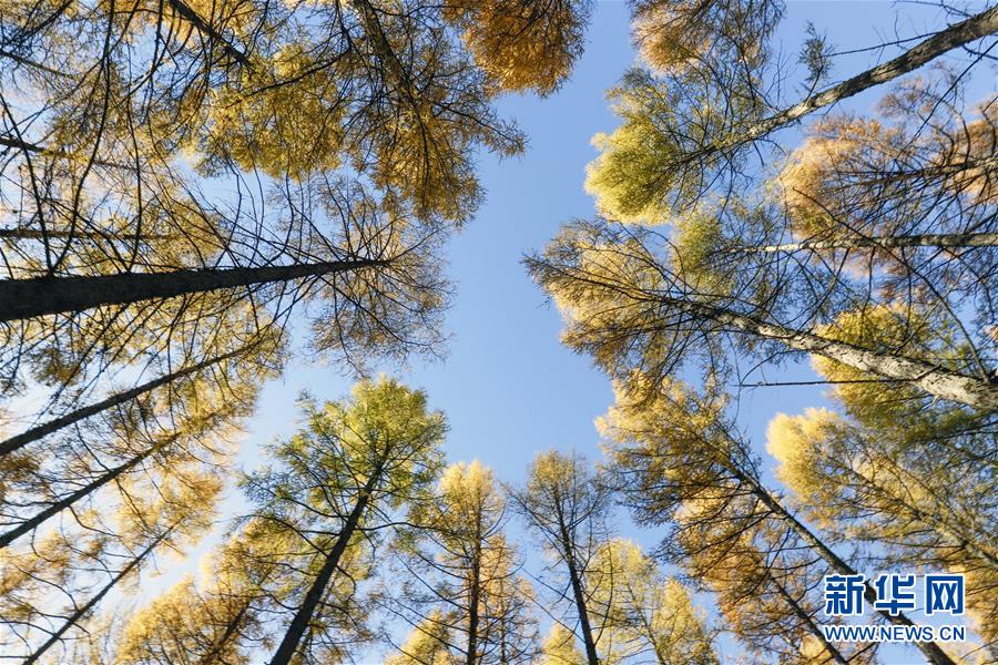 (新華全媒頭條·圖文互動)(9)那一抹綠色,走進越來越多人心里——河北塞罕壩續寫新時代綠色傳奇