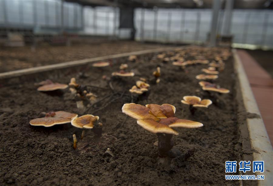 (百城百縣百企調研行·圖文互動)(9)西藏米林縣的綠色富裕路