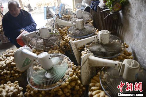 資料圖:山西太原蔬菜批發(fā)市場,姜販用多臺電風扇風干新鮮潮濕的生姜。<a target='_blank' ><p align=