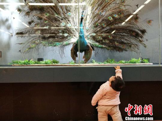 圖為展覽現(xiàn)場。　胡遠(yuǎn)航 攝