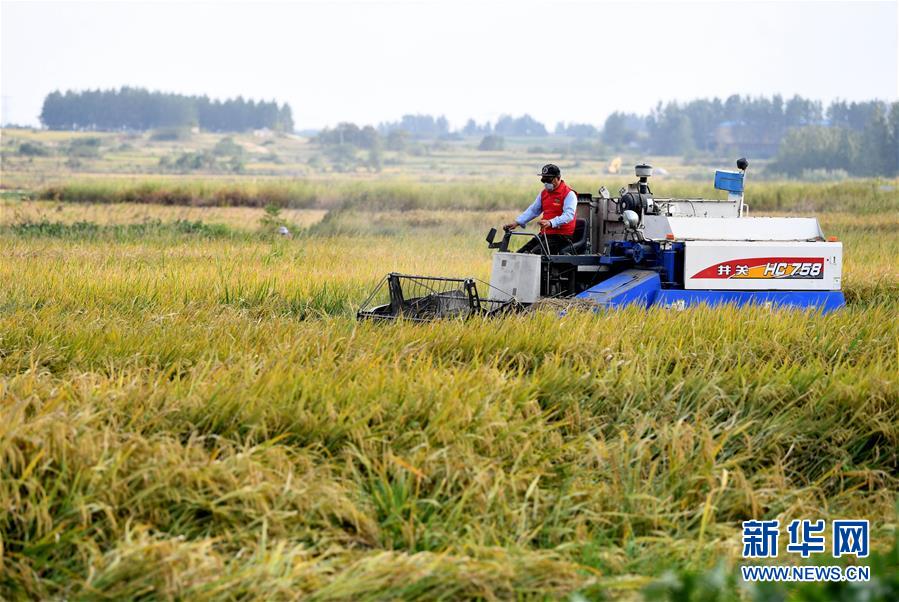 (新華全媒頭條·愛國情 奮斗者·圖文互動)(6)一個村的奮斗,一個時代的巨變——記敢“蹚新路”的小崗人