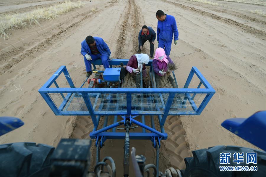 (新華全媒頭條·圖文互動(dòng))(12)八步沙·六老漢·三代人