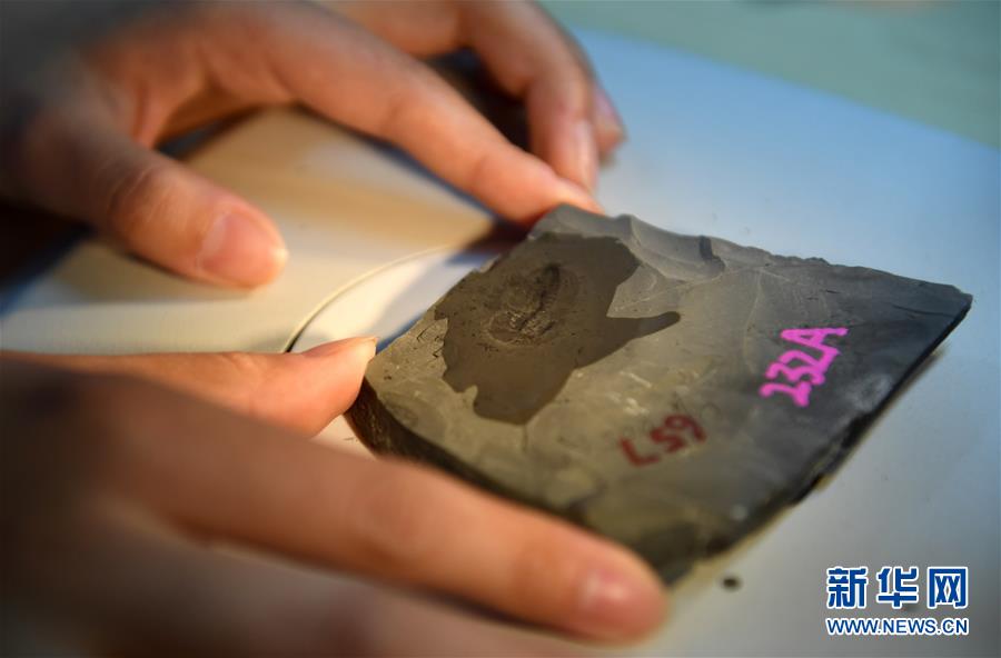 (新華全媒頭條·圖文互動(dòng))(8)探尋5億年前“生命大爆炸”之奧秘——中國(guó)科學(xué)家發(fā)現(xiàn)寒武紀(jì)“化石寶庫(kù)”清江生物群紀(jì)實(shí)