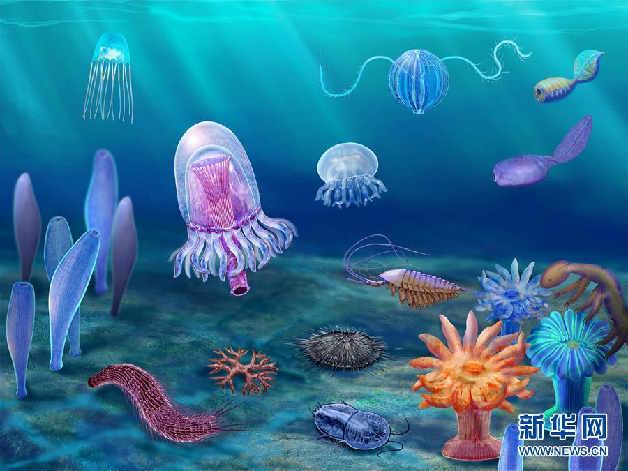 (新華全媒頭條·圖文互動(dòng))(15)探尋5億年前“生命大爆炸”之奧秘——中國(guó)科學(xué)家發(fā)現(xiàn)寒武紀(jì)“化石寶庫(kù)”清江生物群紀(jì)實(shí)