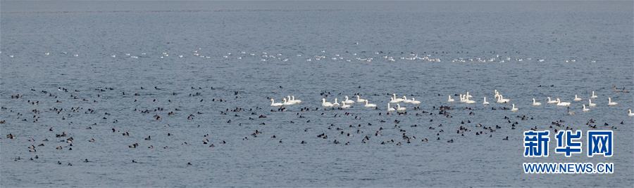 (生態(tài)文明建設(shè)·圖文互動(dòng))(1)從亂河灘到“鳥(niǎo)的天堂”——一名攝影師鏡頭里的“生態(tài)變奏曲”