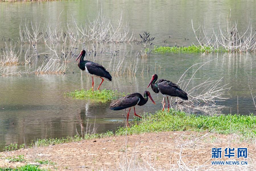 (生態(tài)文明建設(shè)·圖文互動(dòng))(3)從亂河灘到“鳥(niǎo)的天堂”——一名攝影師鏡頭里的“生態(tài)變奏曲”