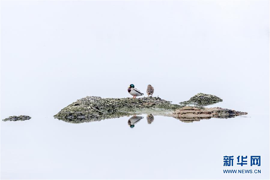 (生態(tài)文明建設(shè)·圖文互動(dòng))(4)從亂河灘到“鳥(niǎo)的天堂”——一名攝影師鏡頭里的“生態(tài)變奏曲”