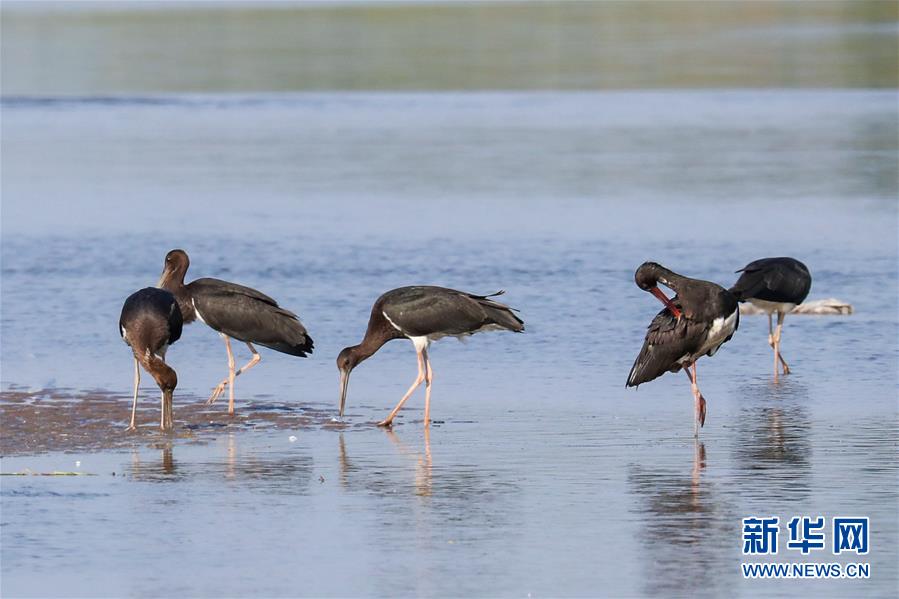 (生態(tài)文明建設(shè)·圖文互動(dòng))(5)從亂河灘到“鳥(niǎo)的天堂”——一名攝影師鏡頭里的“生態(tài)變奏曲”