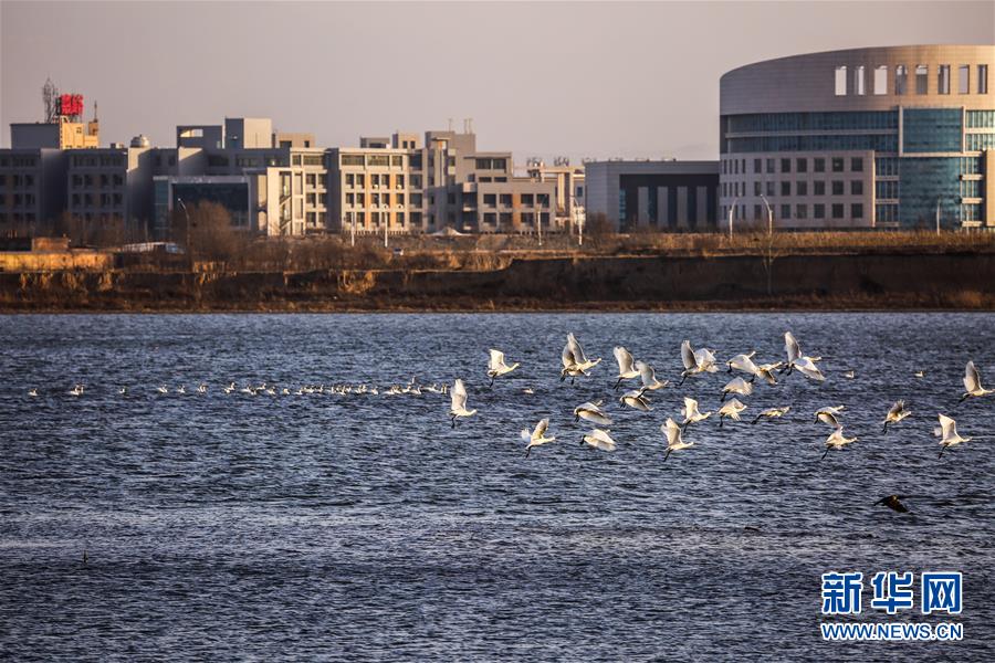 (生態(tài)文明建設(shè)·圖文互動(dòng))(6)從亂河灘到“鳥(niǎo)的天堂”——一名攝影師鏡頭里的“生態(tài)變奏曲”