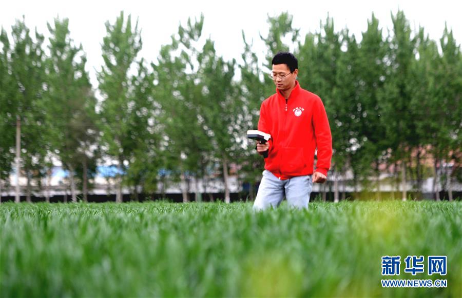 (新華全媒頭條·愛國情 奮斗者·圖文互動)(5)把論文寫在祖國的大地上——中國農業大學46年扎根河北曲周服務鄉村振興紀實