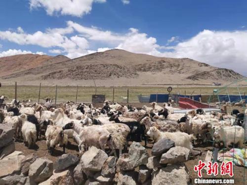 圖為羊群正從羊圈里出來(lái)。 謝藝觀 攝