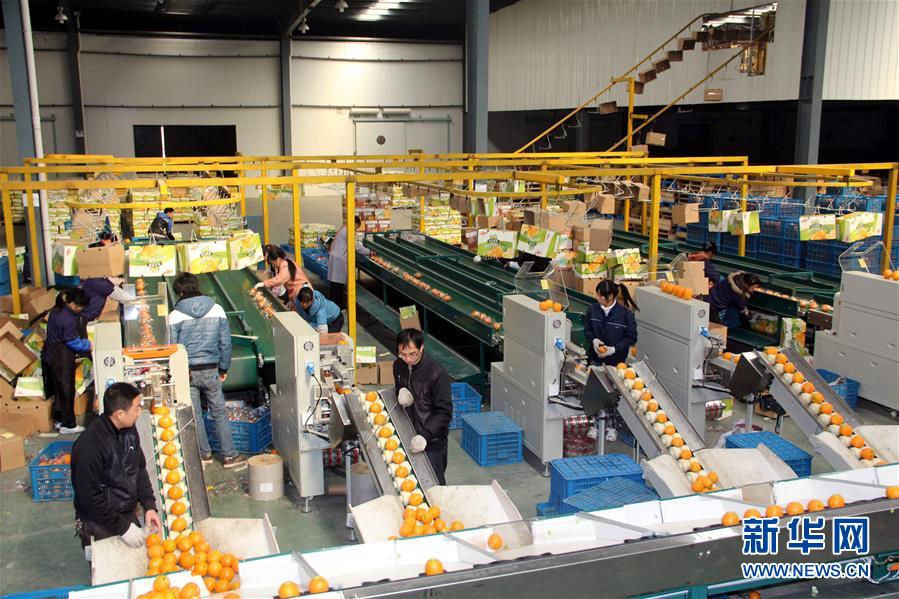 (紅土地“往事新說”·圖文互動)(4)昔日房前“一棵苗” 今朝引來橙滿枝