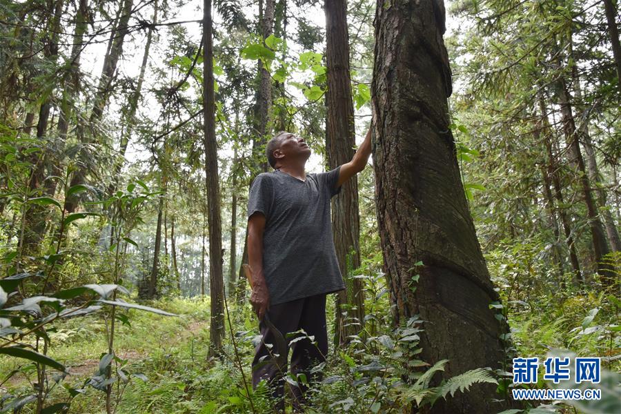 (愛國情 奮斗者·圖文互動)(3)貴州印江高石坎護林隊:半輩子,以林場為家