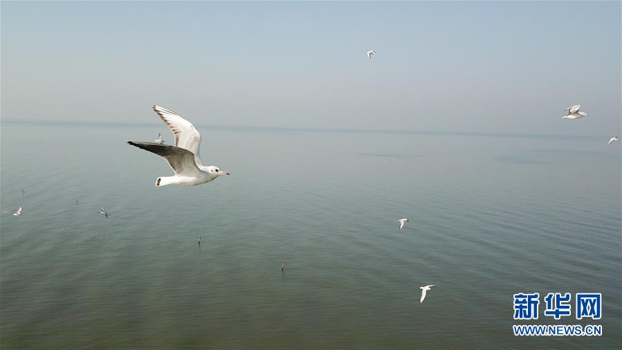 (新華全媒頭條·圖文互動)(1)大湖見證——長三角三大淡水湖綠色發展之路