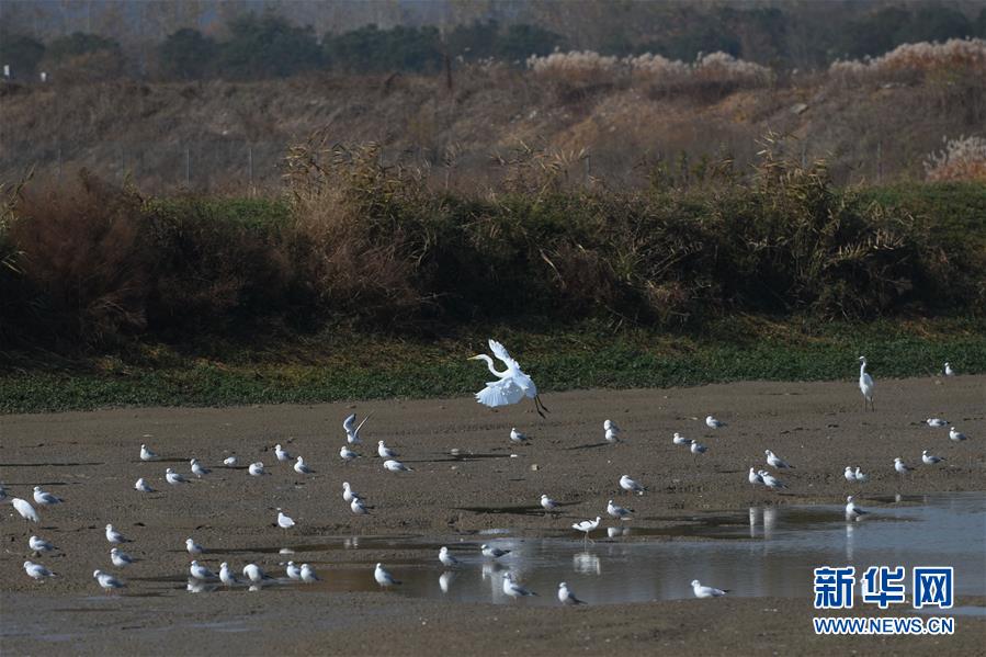 (新華全媒頭條·圖文互動)(3)大湖見證——長三角三大淡水湖綠色發展之路
