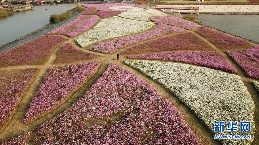 (新華全媒頭條·圖文互動)(5)大湖見證——長三角三大淡水湖綠色發展之路