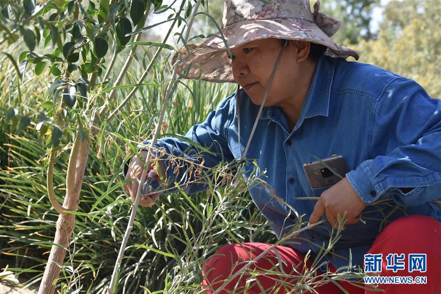 (新華全媒頭條·圖文互動)(4)塔克拉瑪干的“播綠使者”——中科院新疆生態與地理研究所高級工程師常青的故事