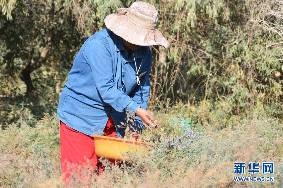 (新華全媒頭條·圖文互動)(7)塔克拉瑪干的“播綠使者”——中科院新疆生態與地理研究所高級工程師常青的故事