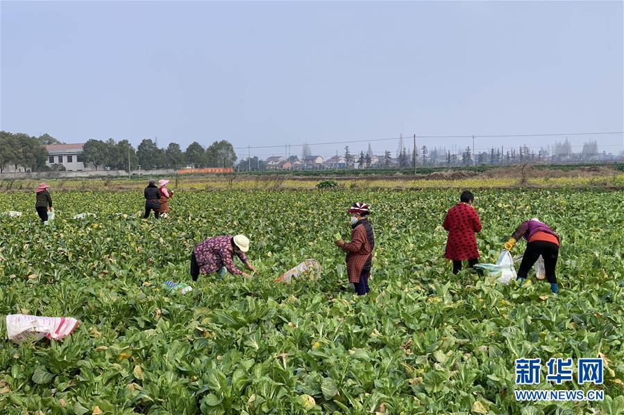 (新華全媒頭條·圖文互動)(4)努力保持生產生活平穩有序——抓緊復工復產穩定經濟運行掃描