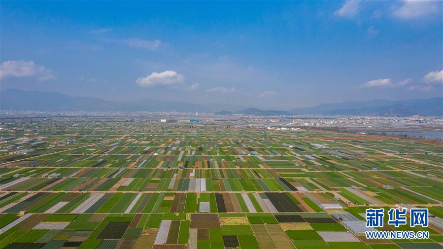 （抓好春耕備耕 穩(wěn)住農(nóng)業(yè)生產(chǎn)·圖文互動(dòng)）（5）“栽種的是菜苗，收獲的是希望”——云南蔬菜集散地通海縣春耕見(jiàn)聞 