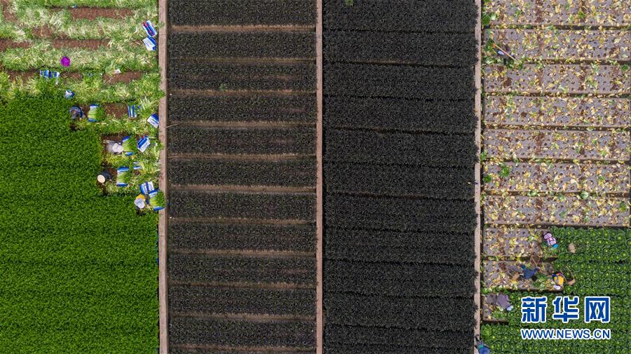 （抓好春耕備耕 穩(wěn)住農(nóng)業(yè)生產(chǎn)·圖文互動(dòng)）（4）“栽種的是菜苗，收獲的是希望”——云南蔬菜集散地通海縣春耕見(jiàn)聞 