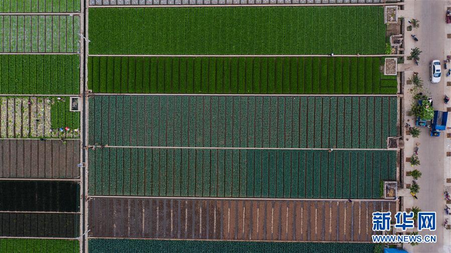 （抓好春耕備耕 穩(wěn)住農(nóng)業(yè)生產(chǎn)·圖文互動(dòng)）（1）“栽種的是菜苗，收獲的是希望”——云南蔬菜集散地通海縣春耕見(jiàn)聞 