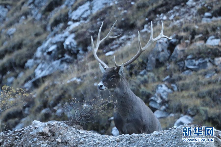 (玉樹地震10周年·圖文互動)(2)牧民才仁尼瑪的“科研”人生