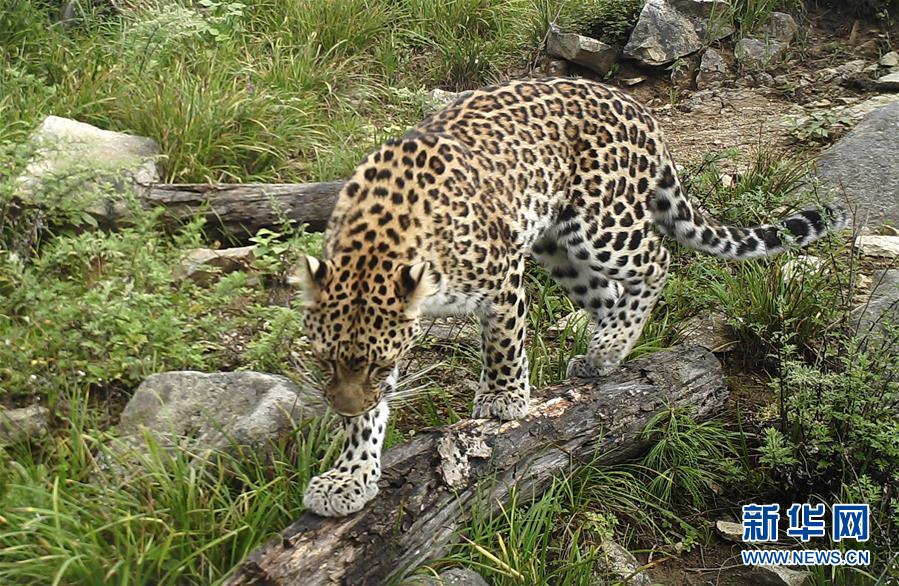 (圖文互動(dòng))(1)秦嶺再次拍攝到野生金錢豹