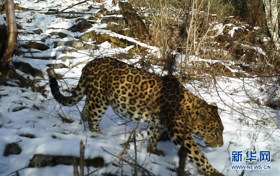 (圖文互動(dòng))(2)秦嶺再次拍攝到野生金錢豹