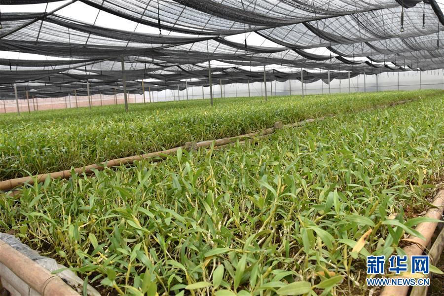 (決戰(zhàn)決勝脫貧攻堅·圖文互動)(1)這個脫貧縣的石頭為何比土金貴?