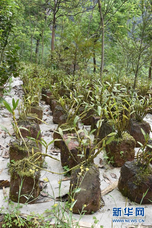 (決戰(zhàn)決勝脫貧攻堅·圖文互動)(3)這個脫貧縣的石頭為何比土金貴?