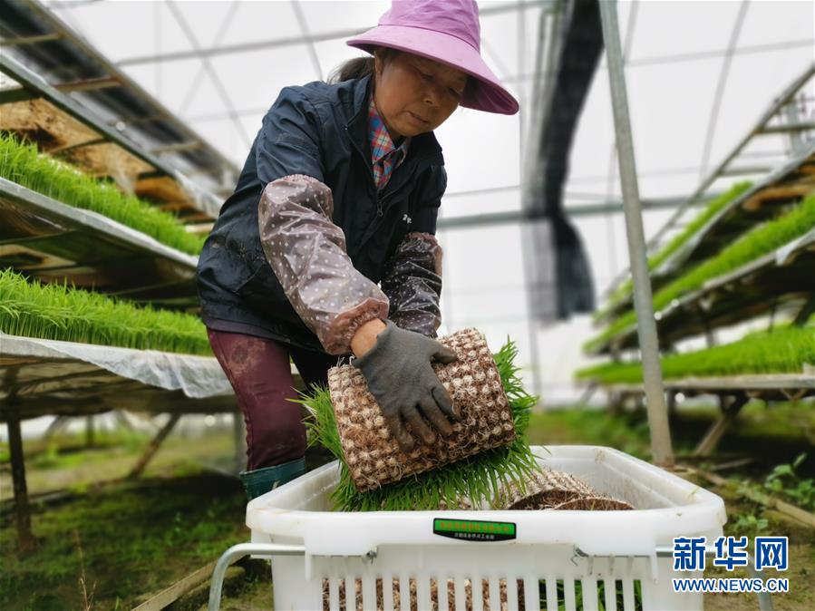 (聚焦農業復工復產·圖文互動)(1)發力“單改雙” ——水稻大省湖南的雙季稻攻堅戰